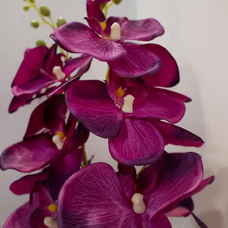 מלון דירות Circle Center 4*